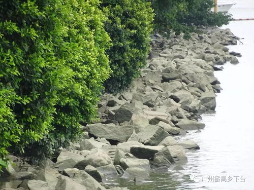 洛溪旧房子怎么处理