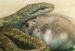 蛇鼠相配的婚姻好吗，蛇鼠一窝的婚姻好不好