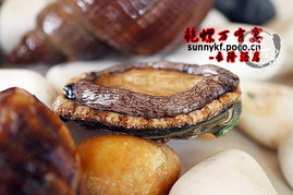 鲍螺图片，鲍螺肉的家常做法