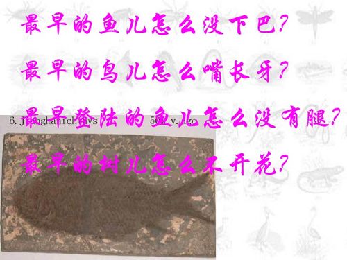 化石吟是几年级的，化石吟阅读理解