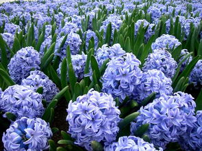 我的心爱之物风信子作文，风信子作文500字