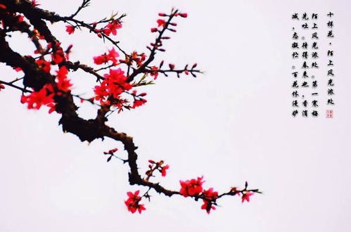 赞美梅花的成语八个，赞美梅花的成语四字词语