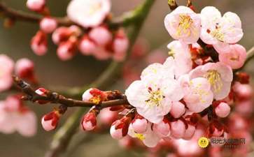 描写春天的桃花作文