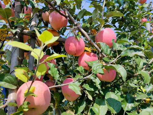 苹果熟了是什么意思