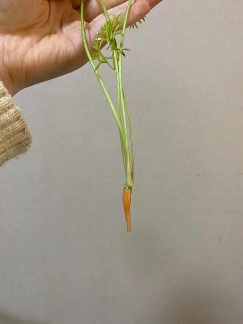 予欲无言的意思，予欲无言深层含义