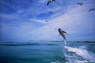 飞鸟与鱼歌曲，飞鸟与鱼不同路,再见容易再见难