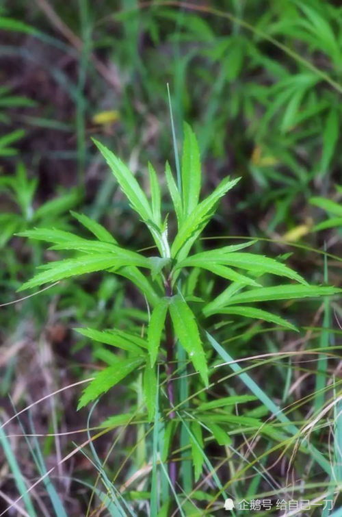 芦芽短的芦芽是什么意思，芦芽短拼音