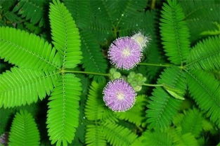 含羞草的秘密100字，关于含羞草的知识