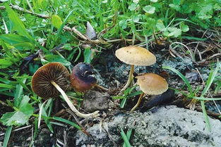 蘑菇的英文单词是什么?