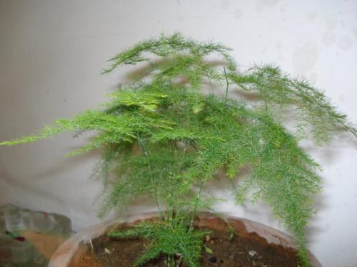 云松的养殖方法和注意事项 云松的养殖方法和注意事项是什么