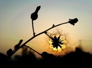 开在记忆深处的花作文，开在记忆深处的花朵作文300字