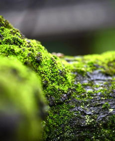 苔痕的意思，苔痕上阶绿,草色入帘青的修辞手法