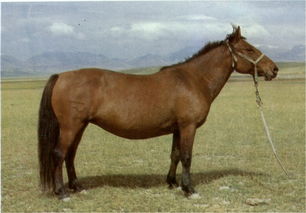 梦见建昌马的预兆