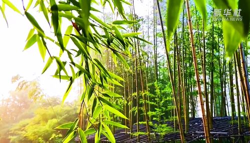 竹风不断凉如水,山雨无声细似尘，竹风清影后半句