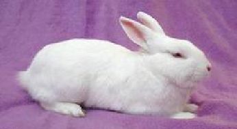 兔宝宝取名大全男孩，2011兔宝宝取名大全