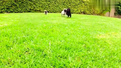 ,蒲公英的花可以张、开合(把句子写具体、生动)