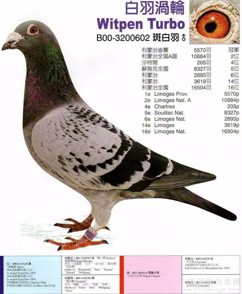 任的组词，鸽的组词和拼音