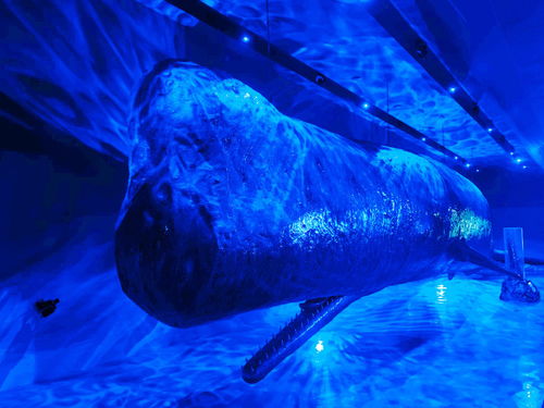 厦门鼓浪屿海底世界介绍福建鼓浪屿海底世界