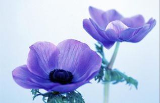 七人头上长了草打一字谜底