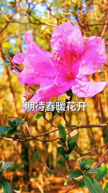 等待春暖花开的句子 期盼早日战胜病毒可以出门的说说