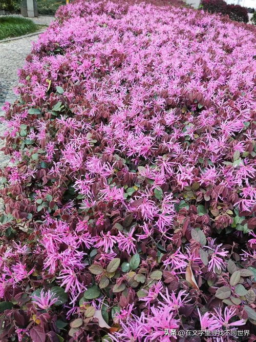 檵木的功效与作用，檵木盆景如何养殖