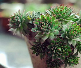 观音莲的功能和功效简介 观音莲有什么功能和功效