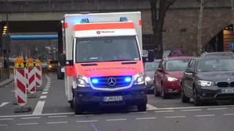 maltese archive 小狗，maltese archive����