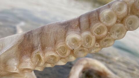 一撮的意思，一撮毛是cuo还是zuo