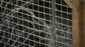 leafy greens，leaf意思