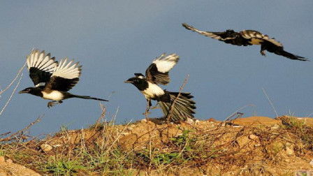 神鸟凤凰图，神鸟毕方