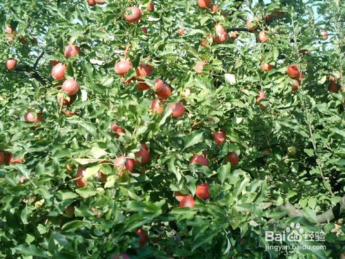 世界上有什么水果树