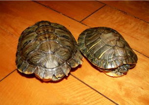 乌龟脱壳可以用手撕吗，乌龟脱壳前的征兆