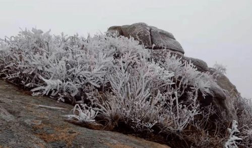 第一场雪原文阅读答案，第一场雪原文主题