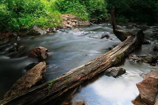 清秀,躲藏,追逐, 强烈,溪流的拼音