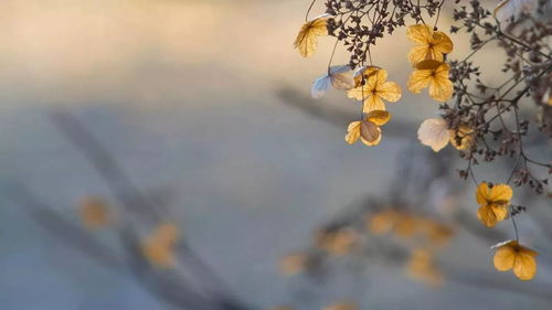 岁月静好,现世安稳花开似水,人淡如菊这句的出处和解释