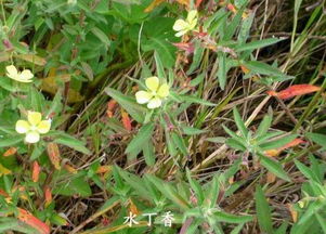 水丁香的图片与功效，水丁香花语