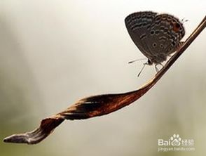 蝴蝶效应是什么意思简单说，破窗效应是什么意思