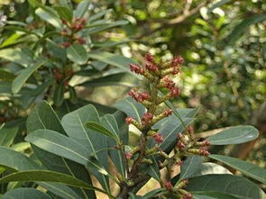 柔荑什么意思，柔荑是女子的什么