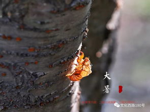 蜩螗是什么意思，蜩螗相喧读音