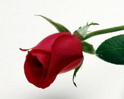 凋零的玫瑰已枯萎是什么歌，凋零的玫瑰简笔画