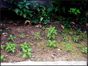 种草是什么意思