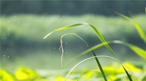 关于夏天的诗词《客中初夏》鉴赏