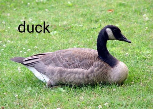 鸭的英语怎么读 单词，北京烤鸭的英语