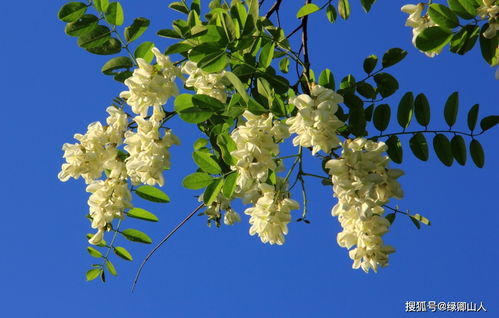 傲然挺立的近义词，傲然挺立意思解释