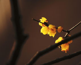 一枝红杏出墙来是什么季节的诗，一枝红杏出墙来画一幅画