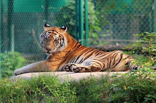 杨虎围匡的成语典故故事