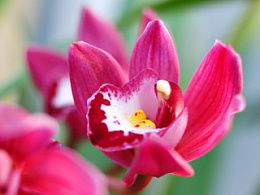 吐气如兰造句，怎样才能口气清新吐气如兰