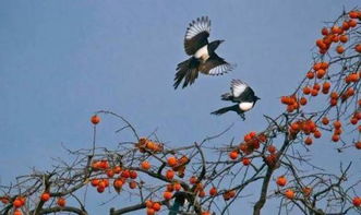 新年谜语大全及答案
