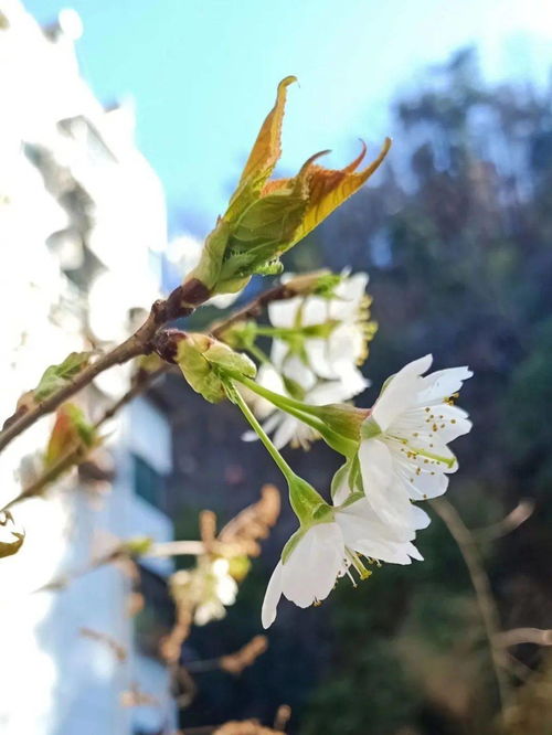 可爱深红爱浅红的上一句怎么写，淡妆浓抹总相宜的上一句