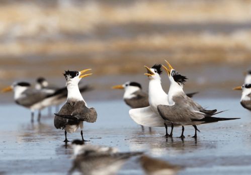 北极燕鸥的奇怪科普
